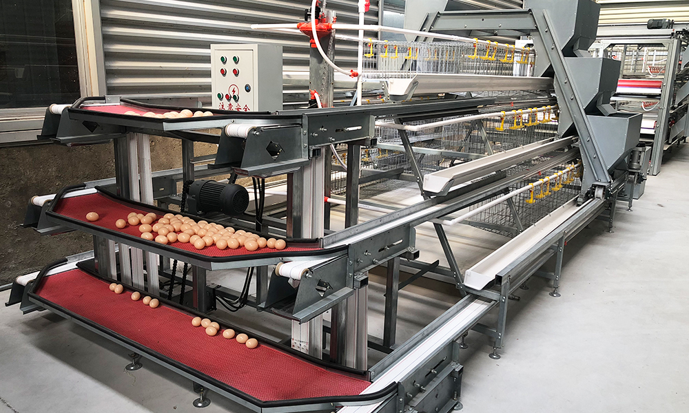 EGGS  COLLECTING  SYSTEM