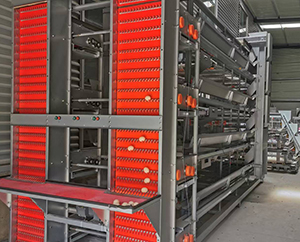 The benefits of automated chicken cage farming