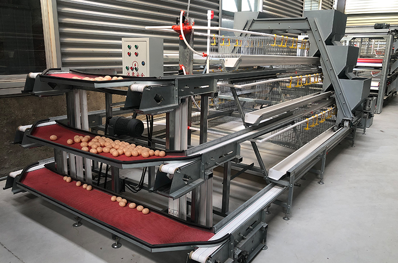 A Type Layer Breeding Equipment