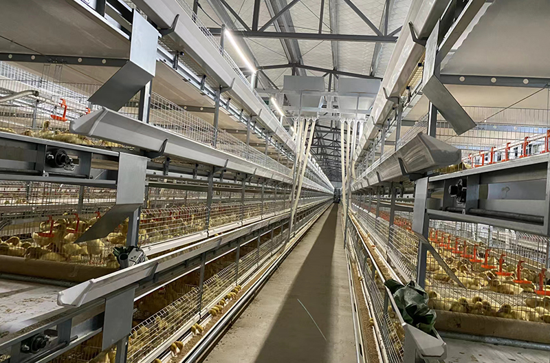 Stacked chick cagece