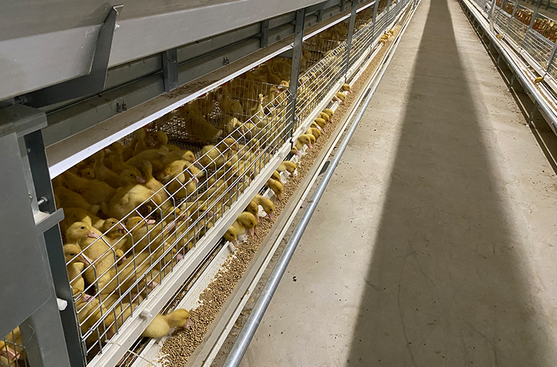 Stacked chick cagece