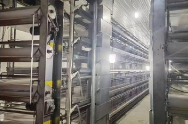 Stacked chick cagece