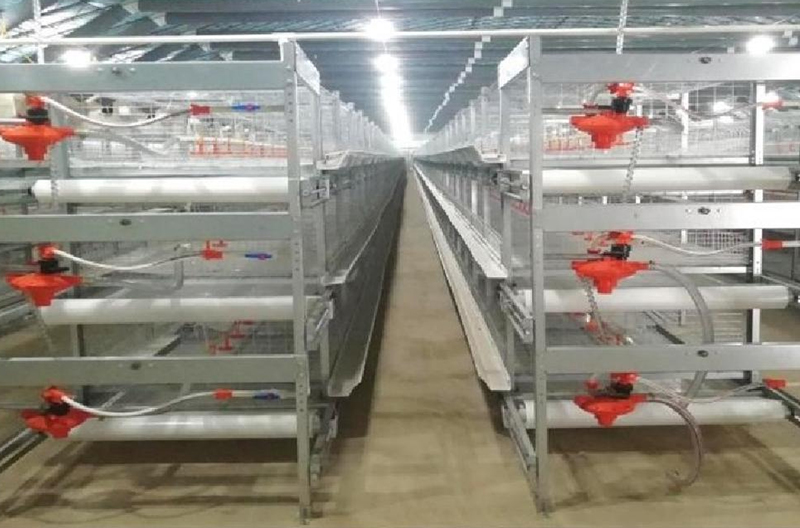 Single-row broiler cage
