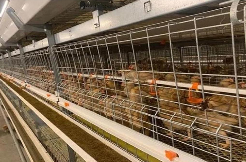 Single-row broiler cage