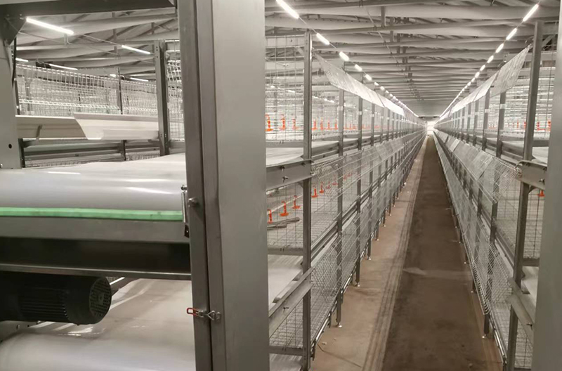 Single-row broiler cage