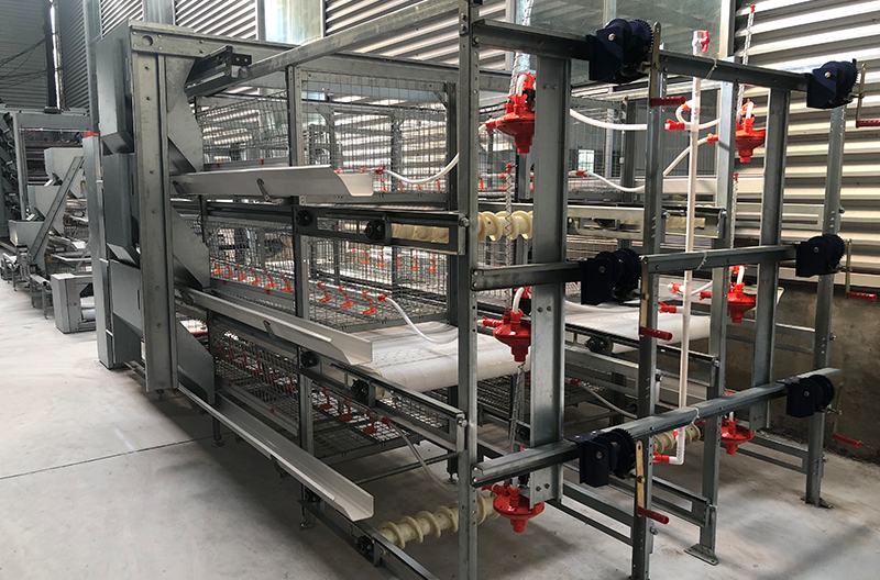 Double-row back-to-back broiler cage